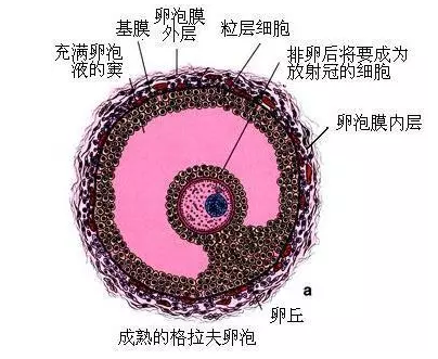 重慶送子鳥醫院