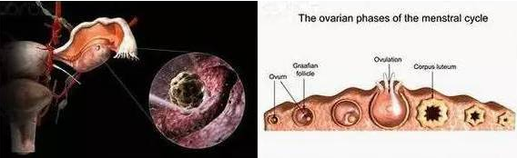 重慶送子鳥醫院