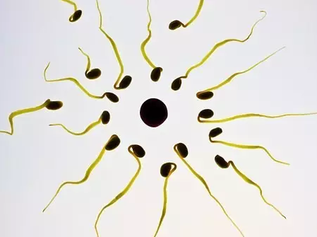 重慶送子鳥醫院