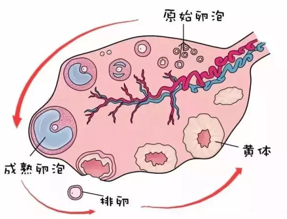 重慶送子鳥醫院